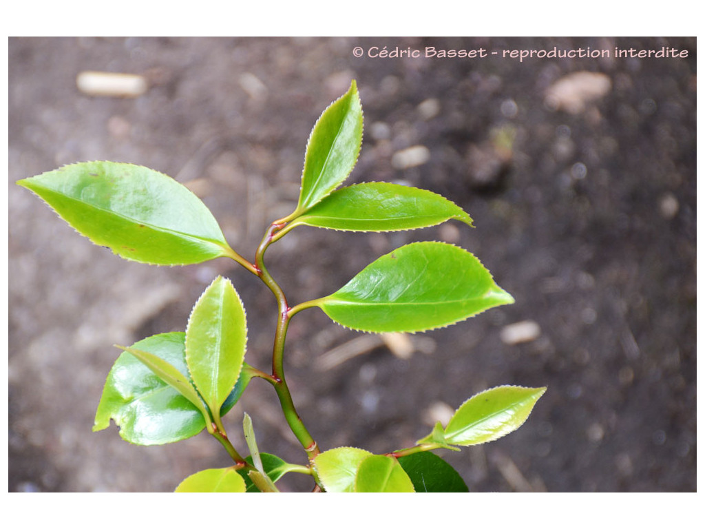 CAMELLIA JAPONICA 'UNRYU'