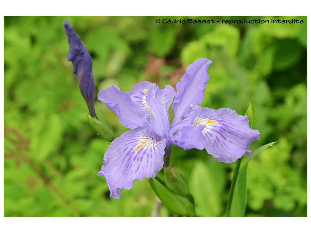 IRIS x AMPLIFLORA 'MING TREASURE'