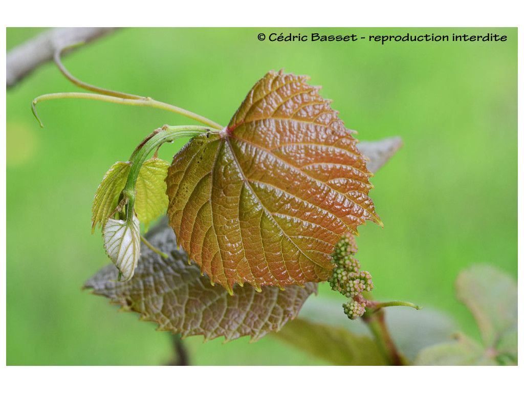 VITIS COIGNETIAE 'CLARET CLOAK'