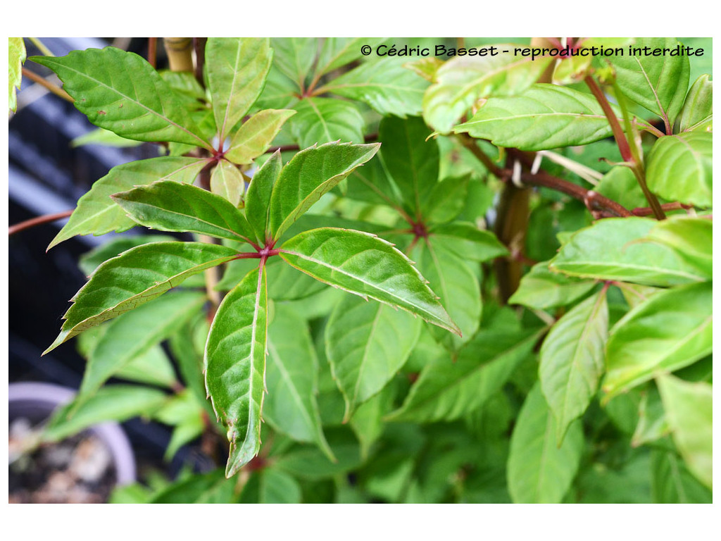 PARTHENOCISSUS THOMSONII