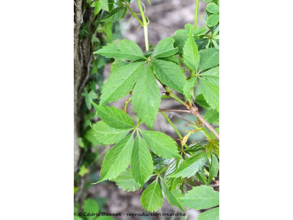 PARTHENOCISSUS HEPTAPHYLLA
