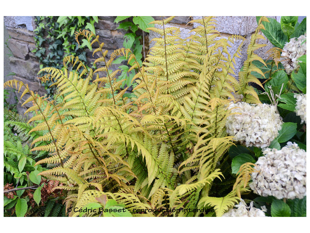 DRYOPTERIS WALLICHIANA 'JURASSIC GOLD'