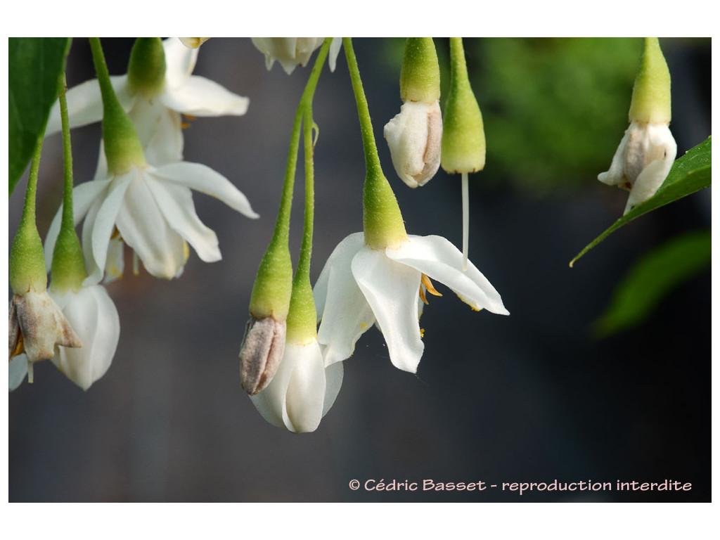 STYRAX JAPONICA 'JIPPEI KAWAMURAI'