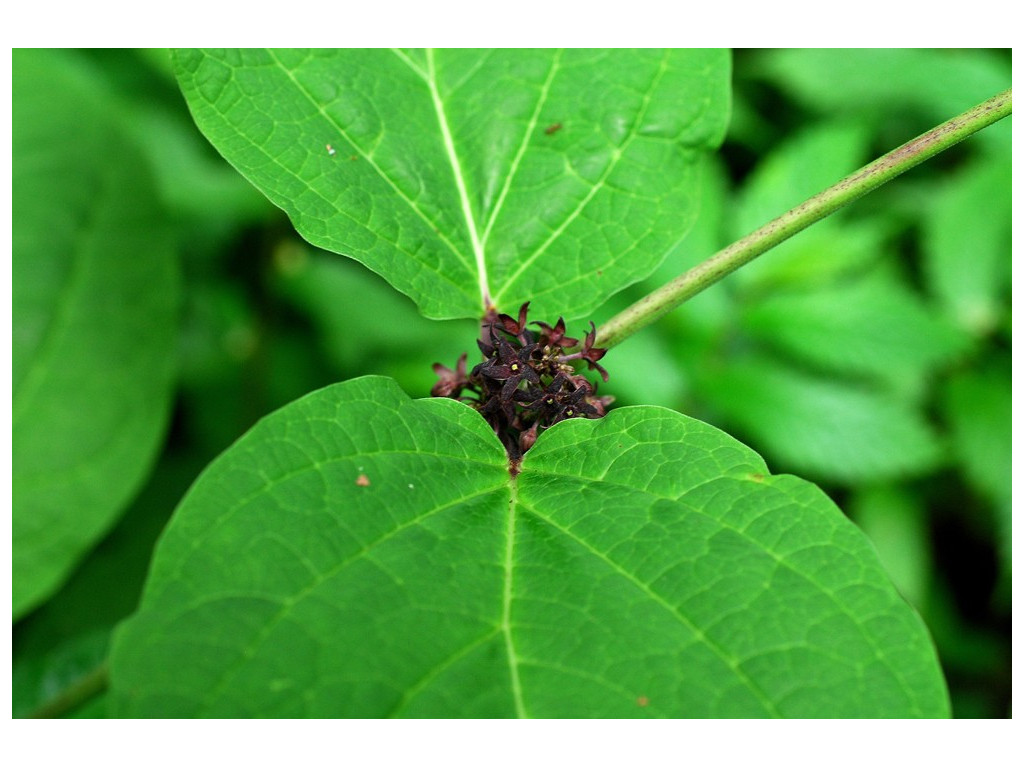 CYNANCHUM GRANDIFOLIUM var.NIKOENSE CBJP2107