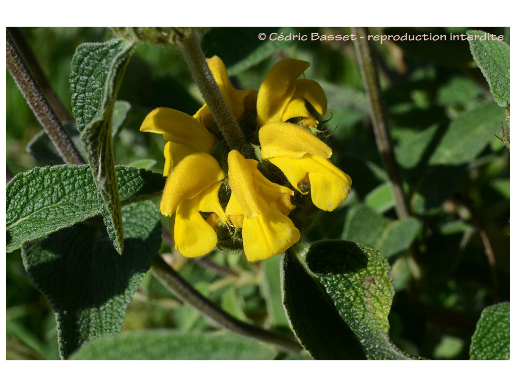 PHLOMIS 'LE SUD'