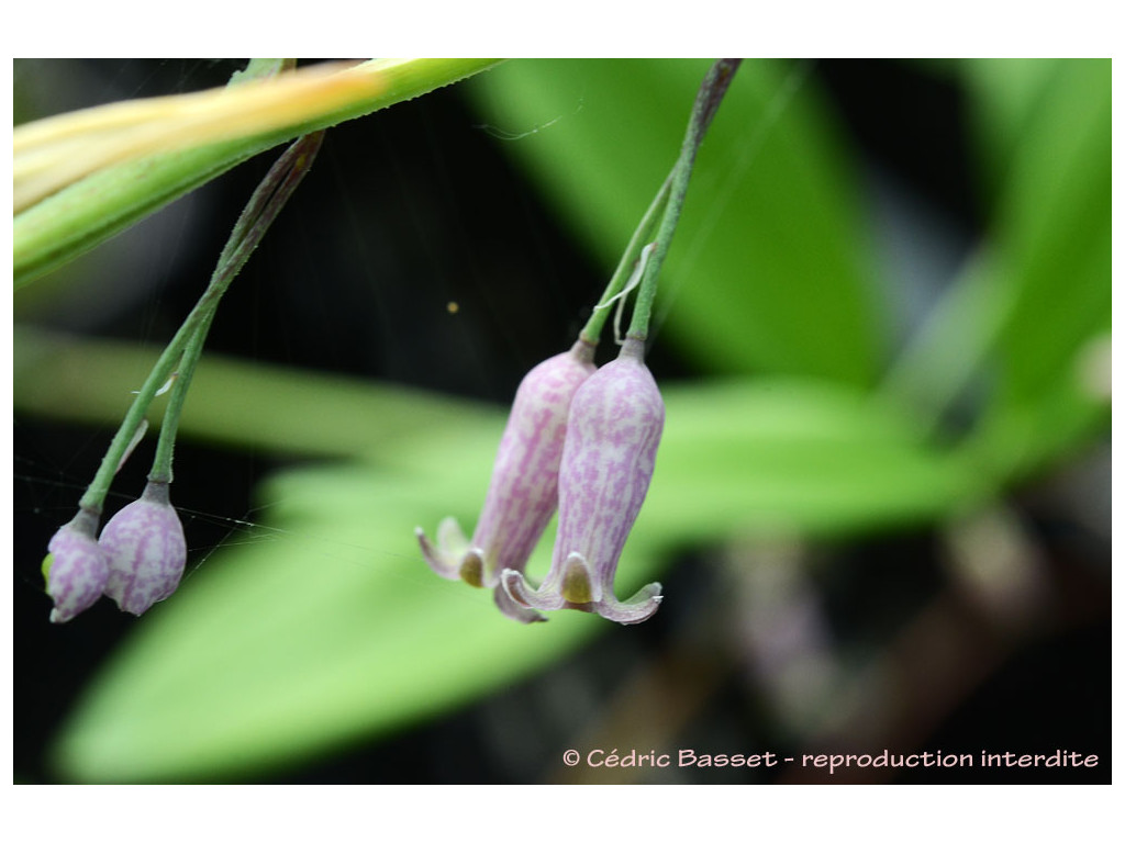 POLYGONATUM aff.PRATTII DS238