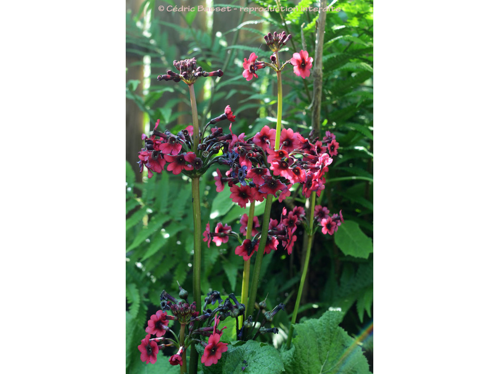 PRIMULA JAPONICA 'MILLER'S CRIMSON' PRIMULA JAPONICA 'MILLER'S CRIMSON'