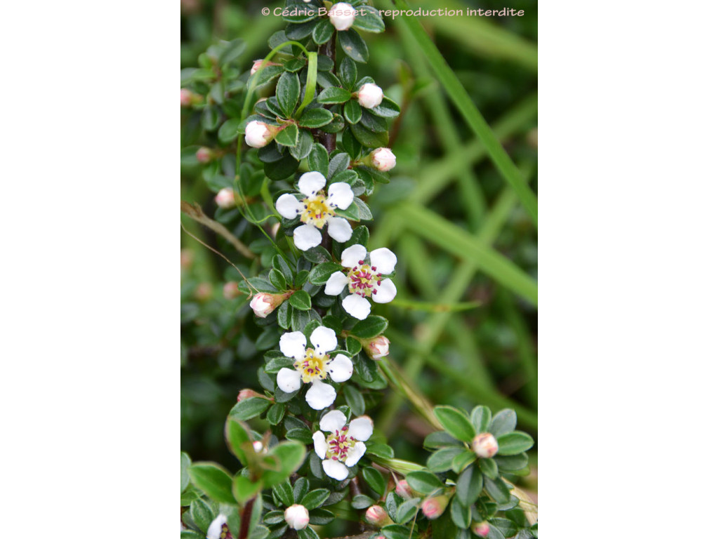COTONEASTER 6167
