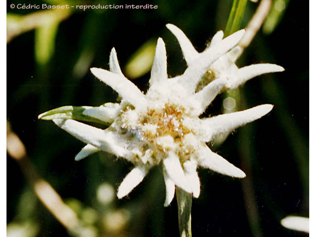 LEONTOPODIUM SOULIEI - Edelweiss de Chine