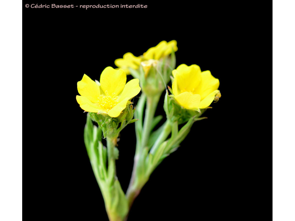 POTENTILLA MULTIFIDA