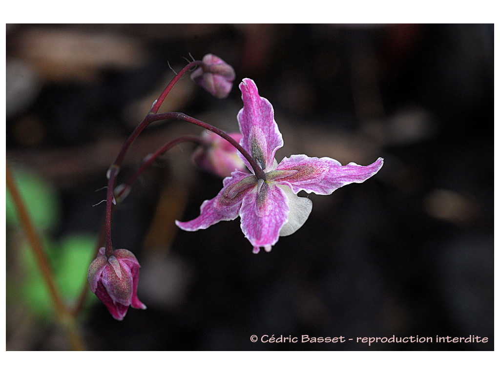 EPIMEDIUM 'SUZUKA'