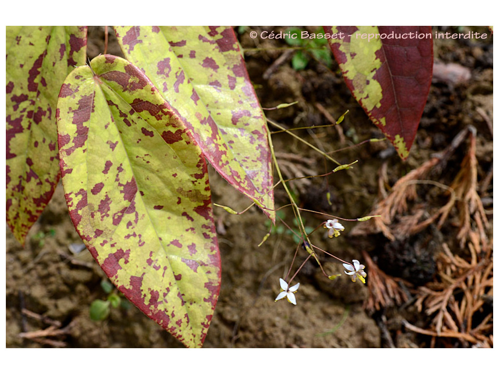 EPIMEDIUM MYRIANTHUM