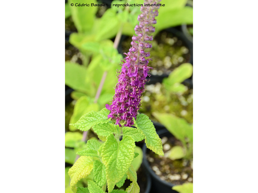 TEUCRIUM HIRCANICUM IR6896