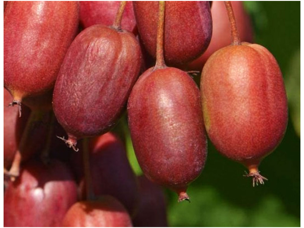 ACTINIDIA ARGUTA 'SCARLET SEPTEMBER'