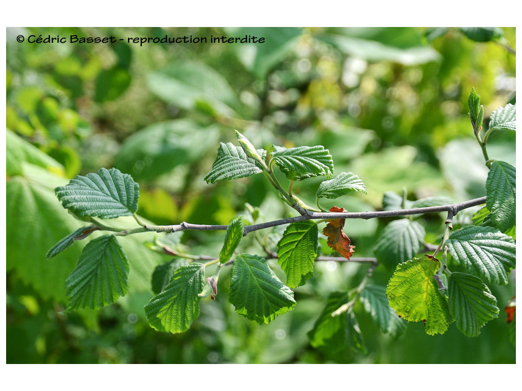 ALNUS HIRSUTA 'BLED'