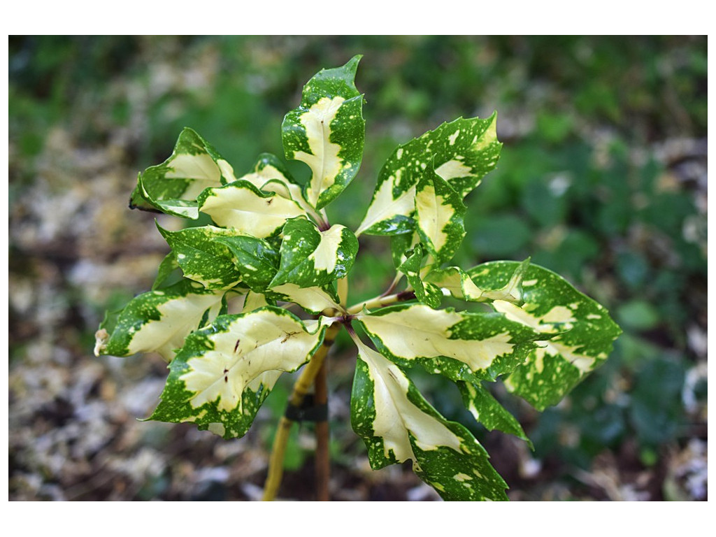 AUCUBA JAPONICA 'SPLENDEUR DU JAPON'