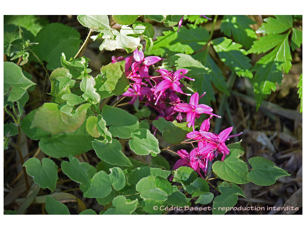 EPIMEDIUM GRANDIFLORUM 'YUBAE VARIEGATA'