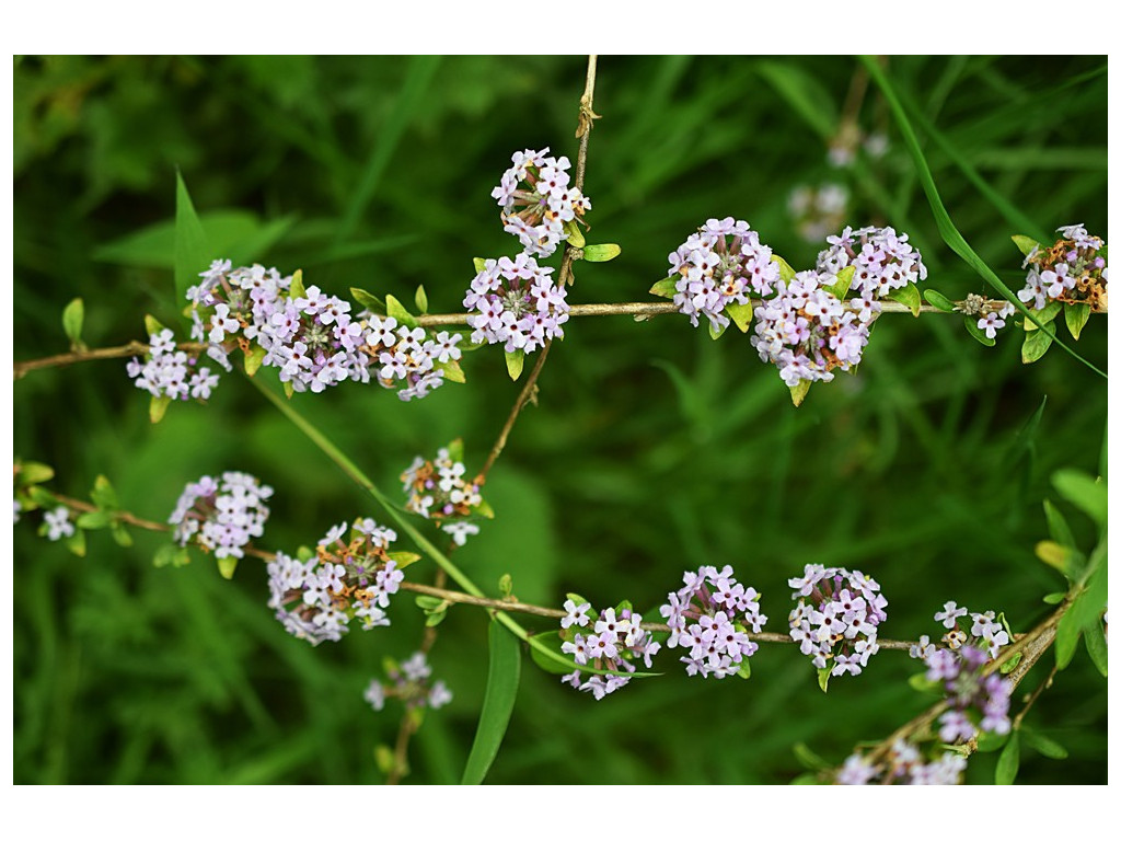 BUDDLEJA ALTERNIFOLIA CH5104