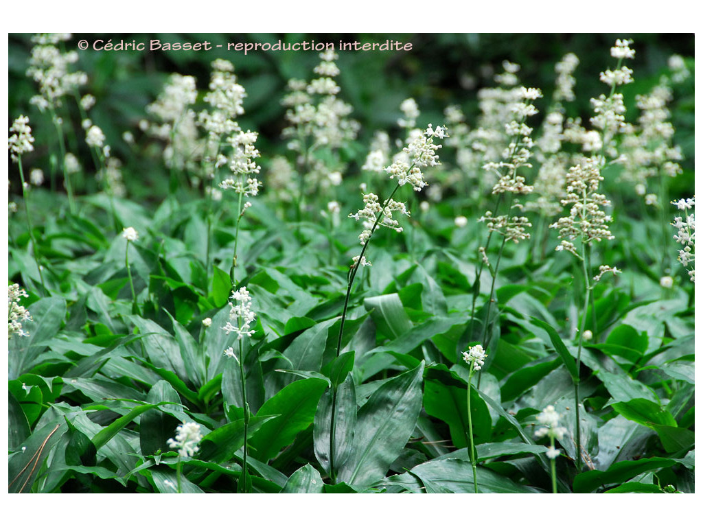 POLLIA JAPONICA