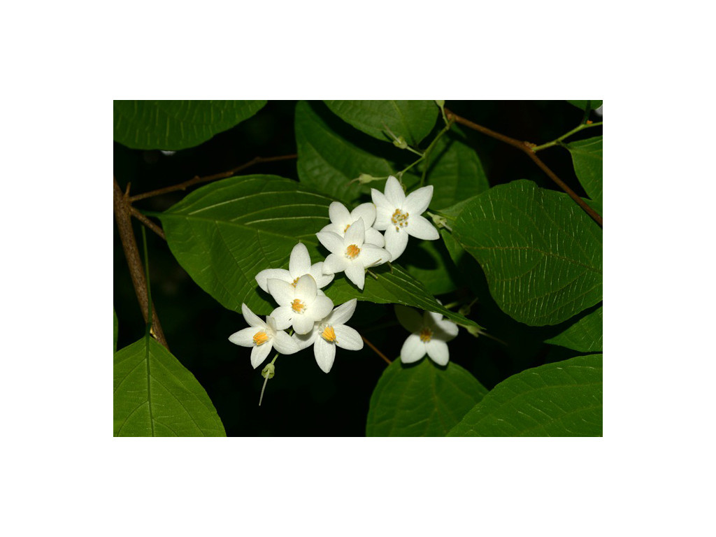 STYRAX ODORATISSIMUS