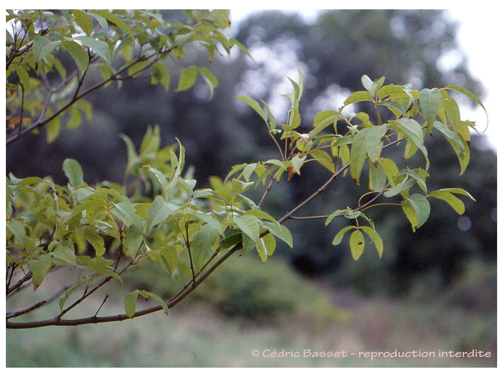 FRAXINUS CHINENSIS CH6976