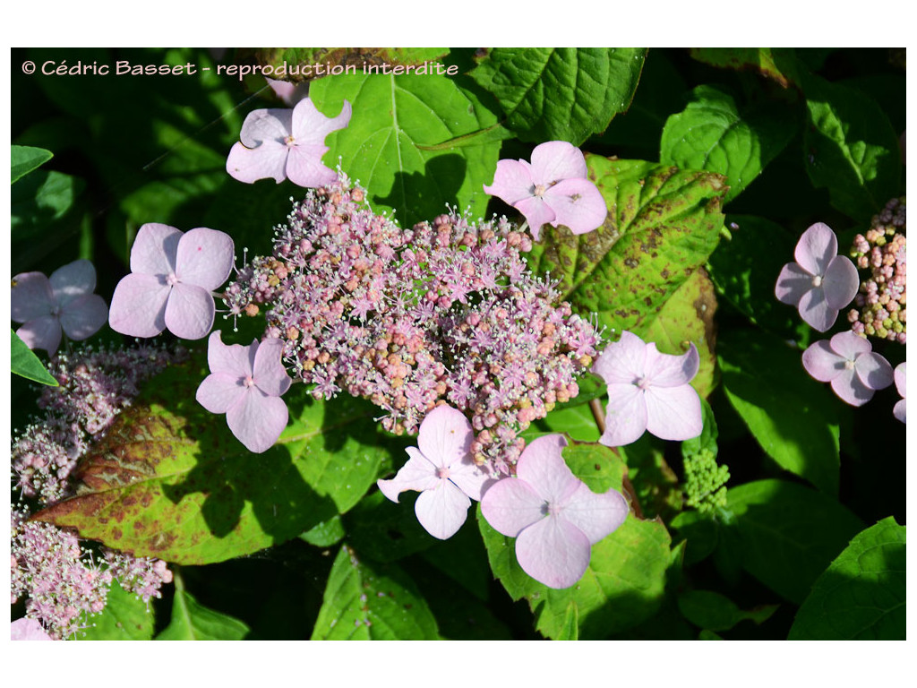 HYDRANGEA SERRATA 'MIRANDA'