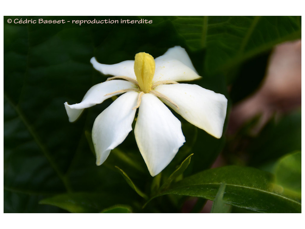 GARDENIA JASMINOIDES CMBJP2153