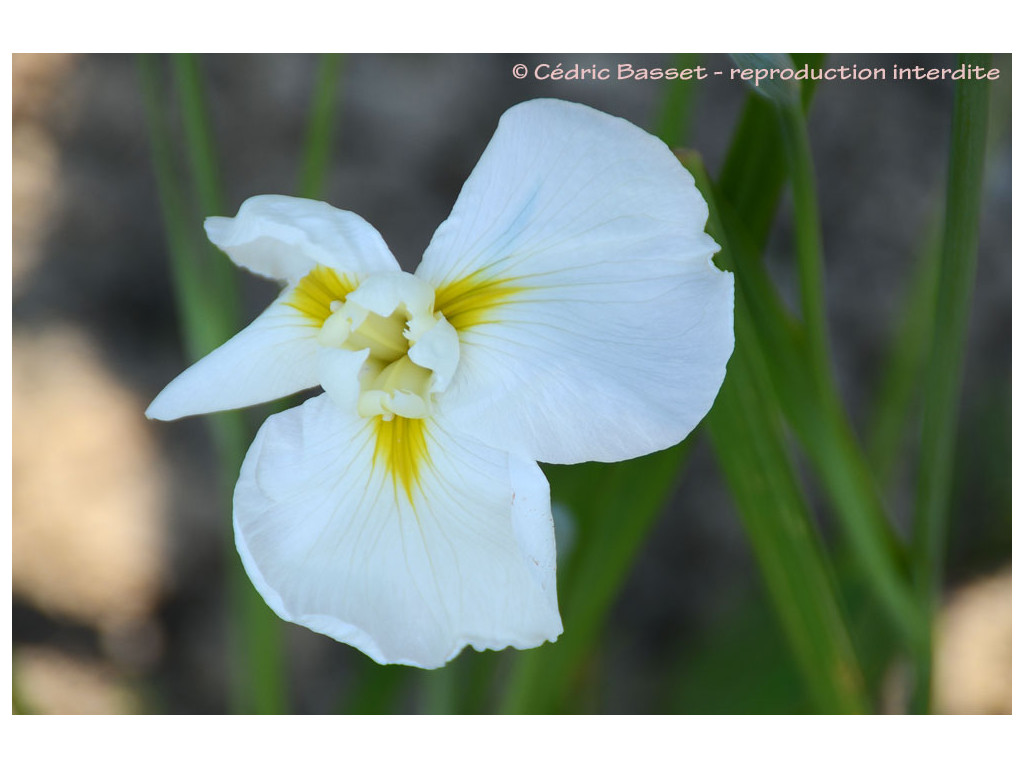 IRIS ENSATA 'IBRIDO'