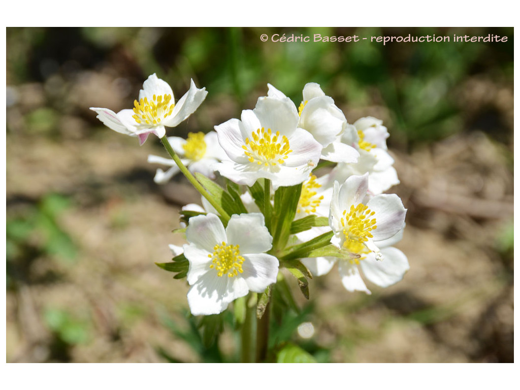 ANEMONE TAIPAIENSIS CH4632