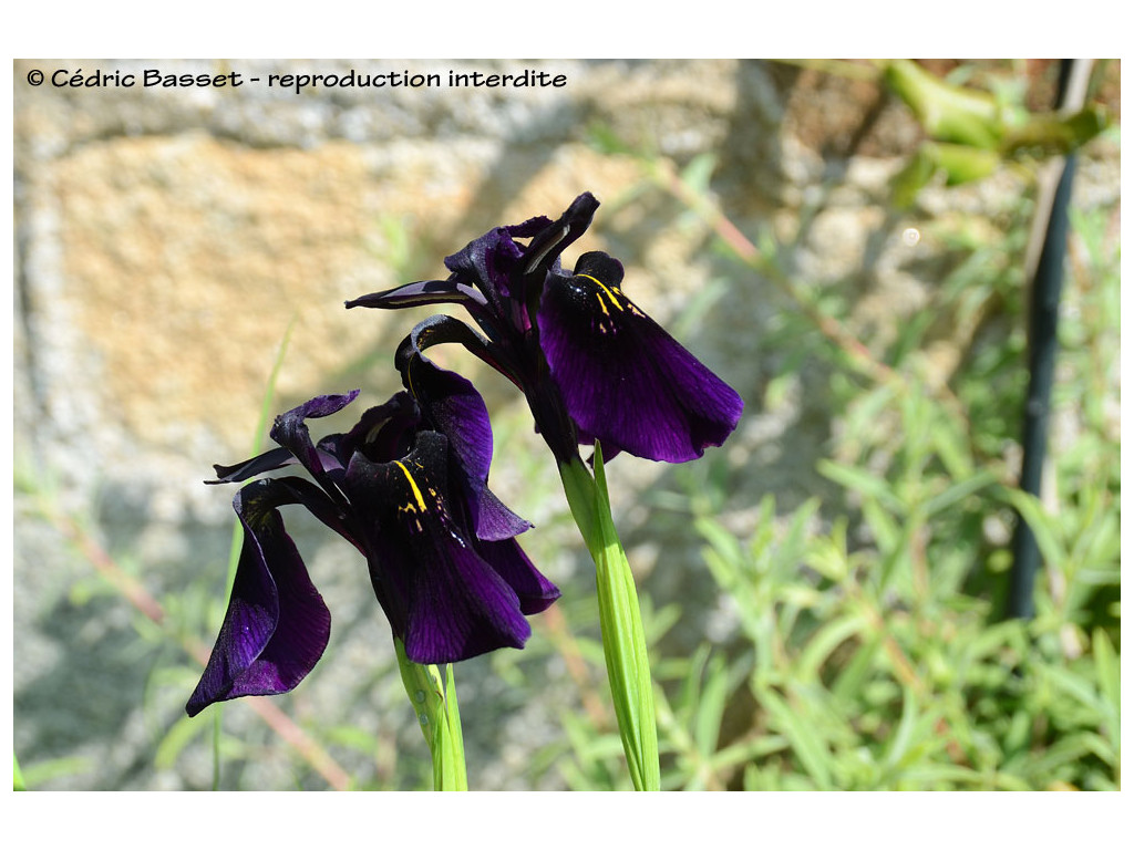 IRIS CHRYSOGRAPHES 'BLACK FORM' IRIS CHRYSOGRAPHES 'BLACK FORM'