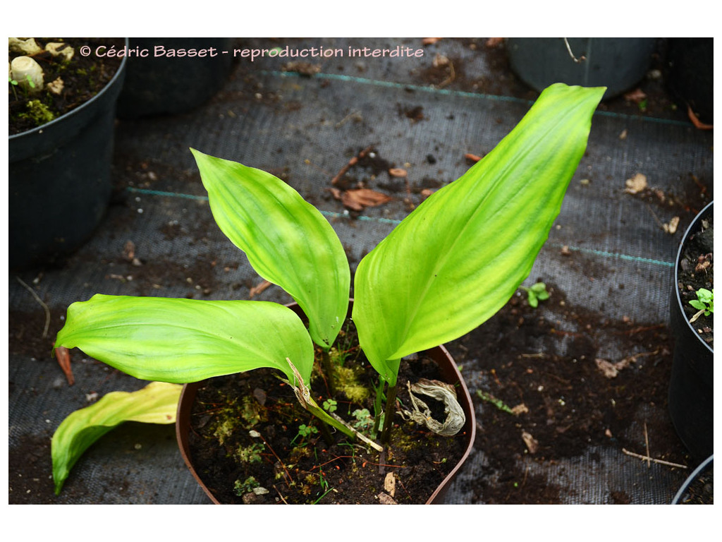 ASPIDISTRA sp.1 Vietnam