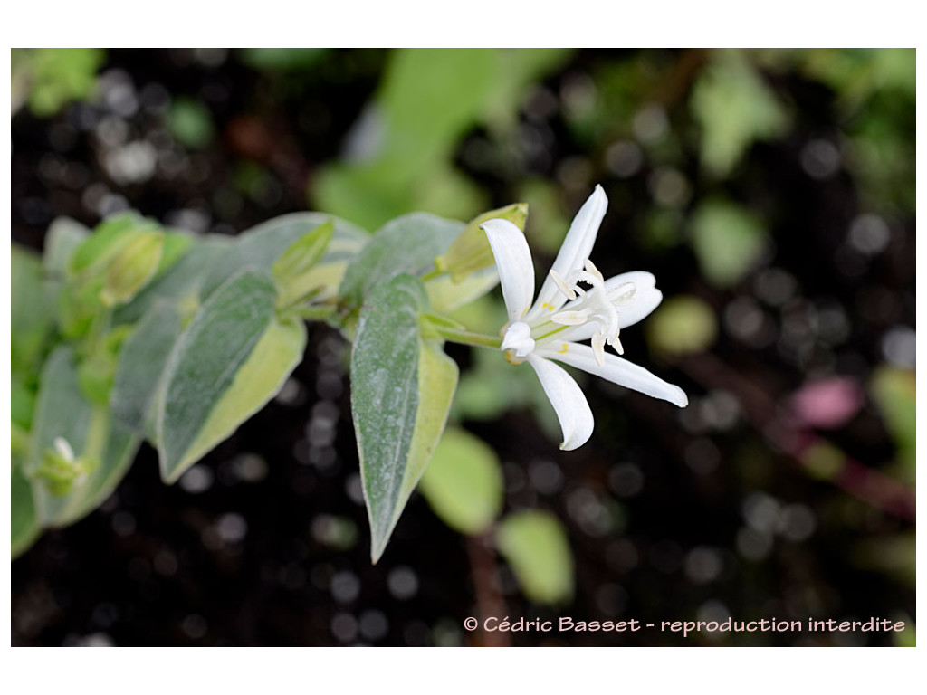 TRICYRTIS 'SHIROBANA HANIRI'