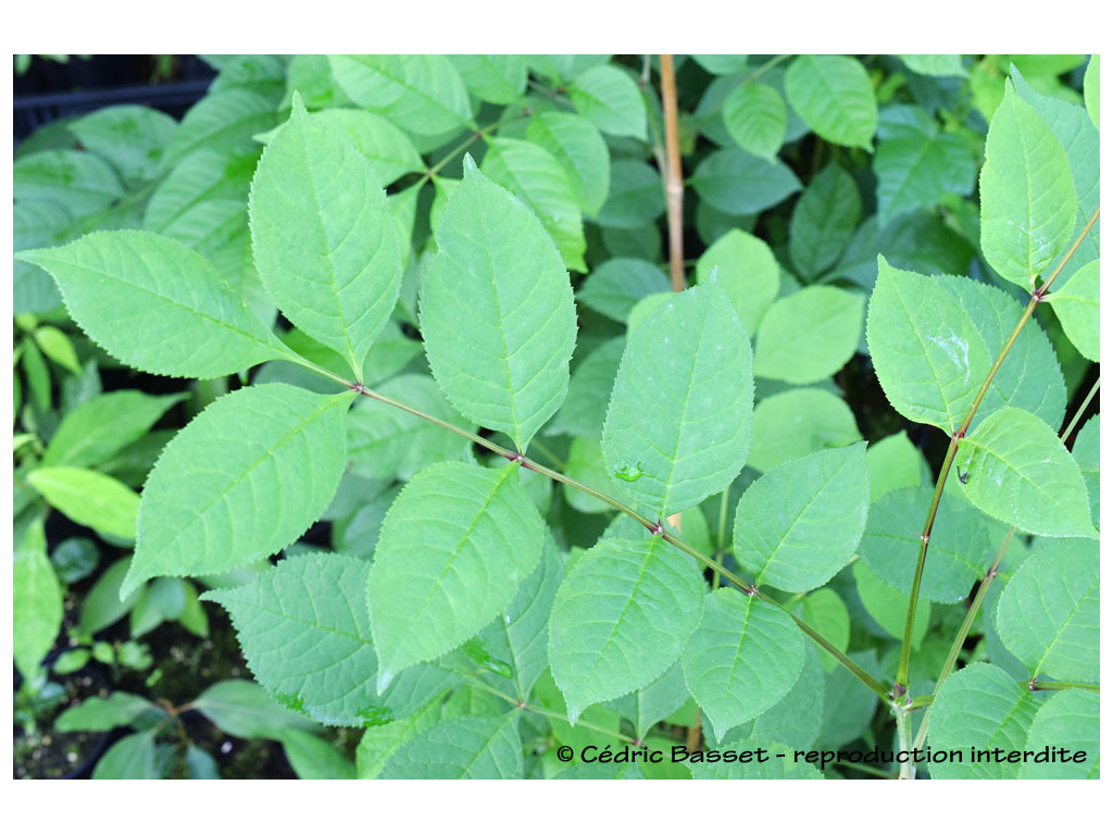 FRAXINUS MANDSHURICA KR7153 FRAXINUS MANDSHURICA KR7153