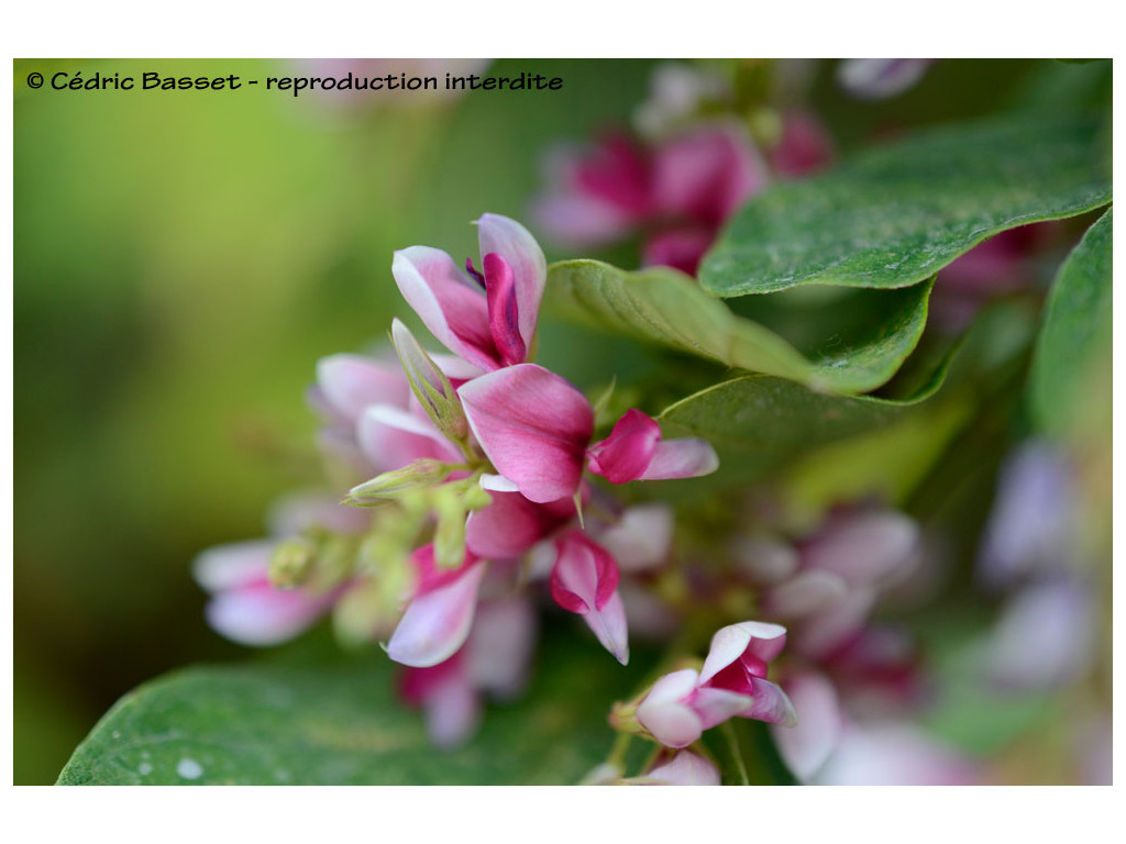 LESPEDEZA DAVIDII