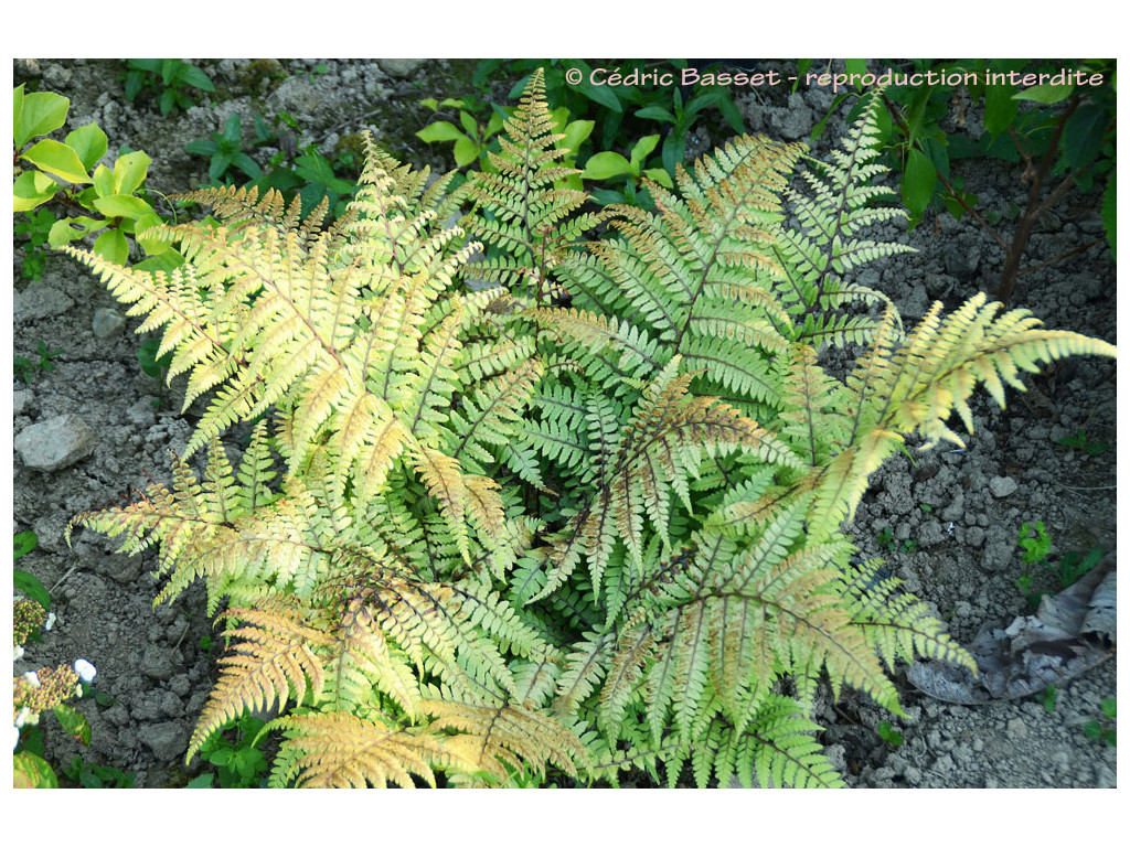 ATHYRIUM OTOPHORUM var.OKANUM