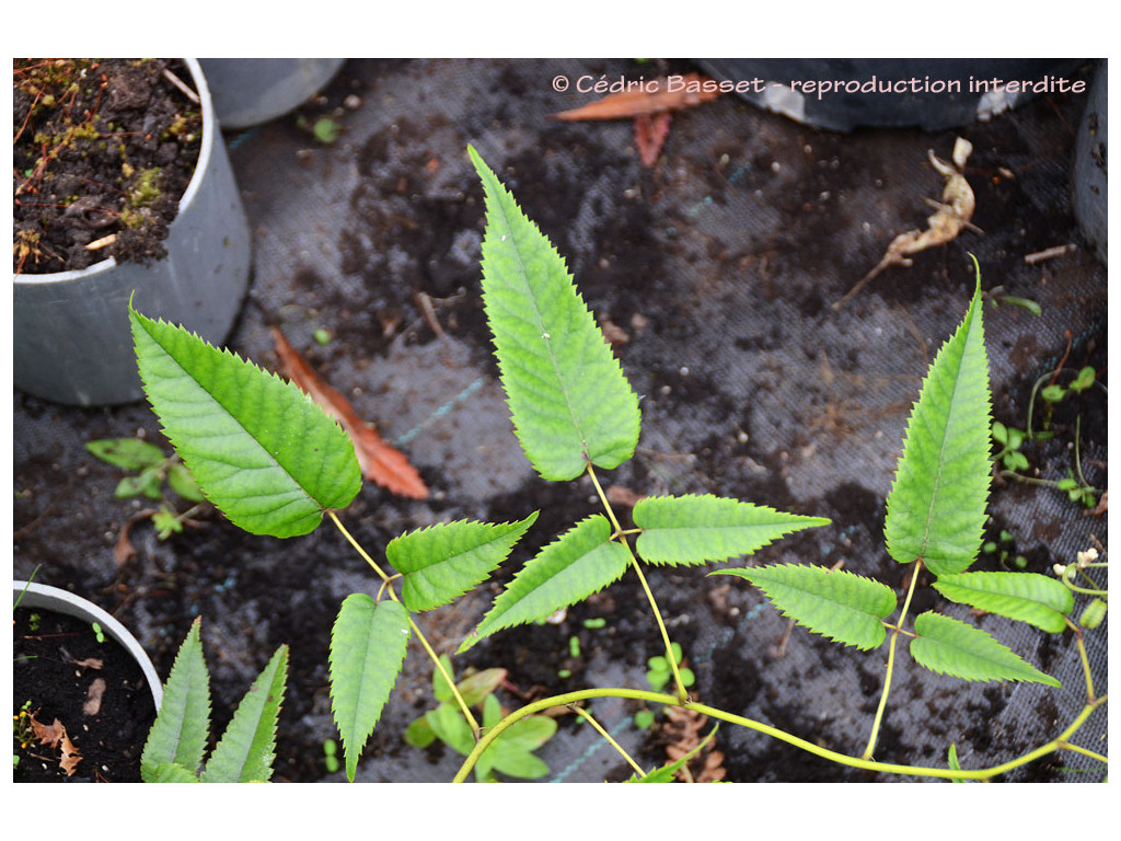 RUBUS CISSOIDES