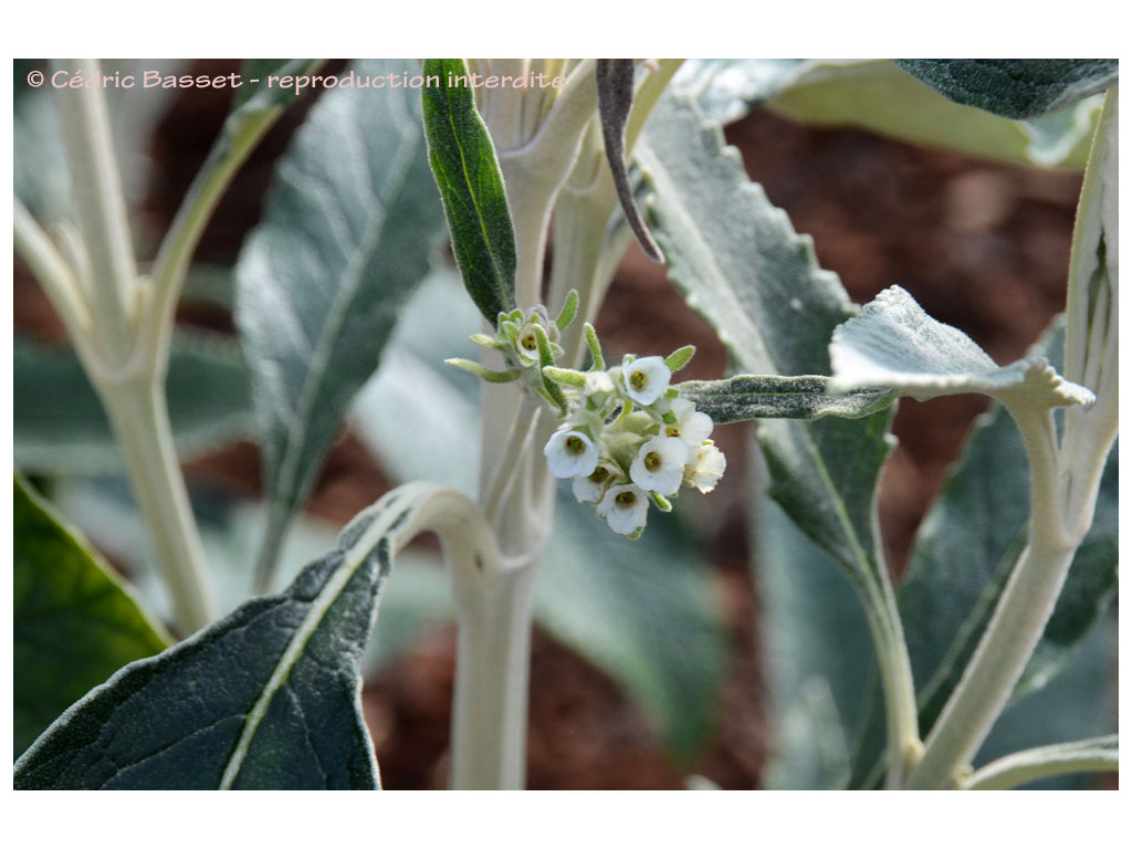 BUDDLEJA KLEINII