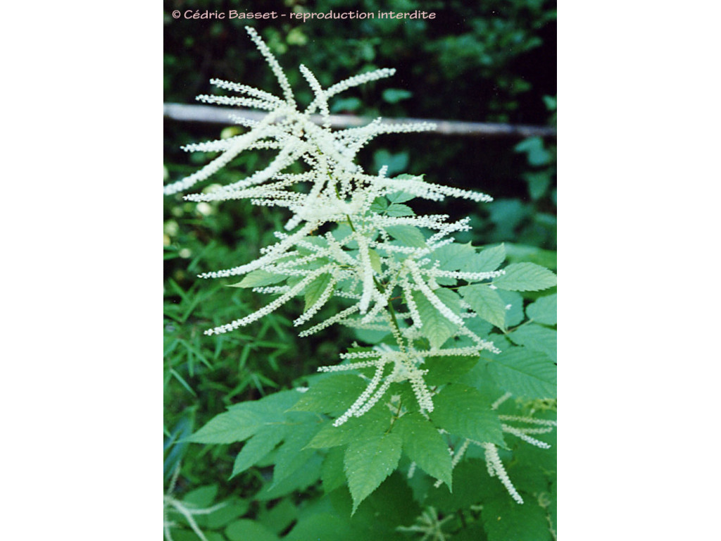 ARUNCUS SINENSIS