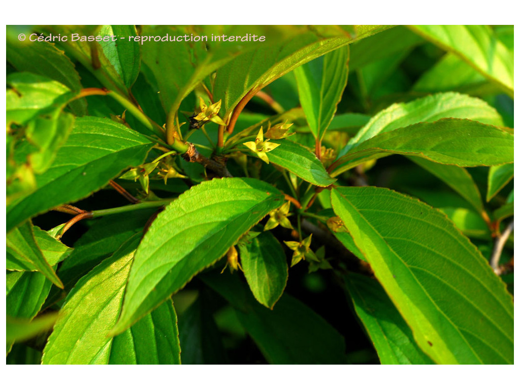 RHAMNUS NAKAHARAE TW1837 RHAMNUS NAKAHARAE TW1837