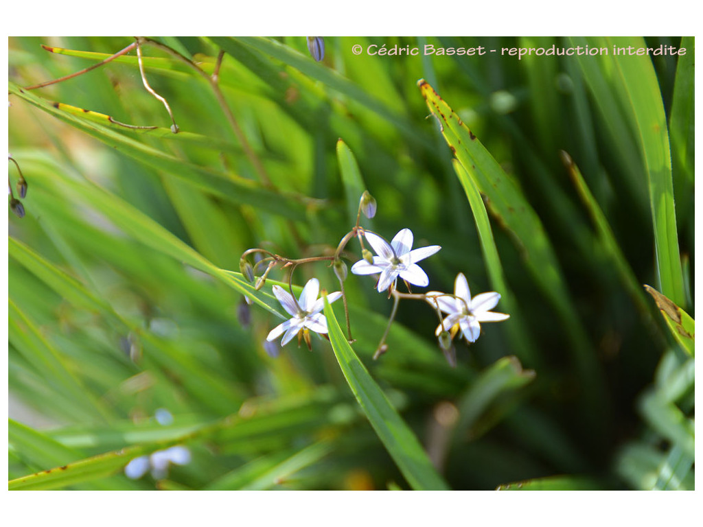 DIANELLA REVOLUTA