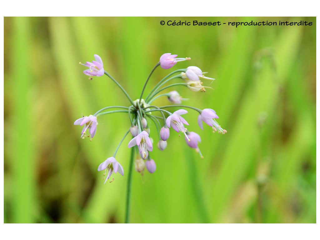 ALLIUM CERNUUM