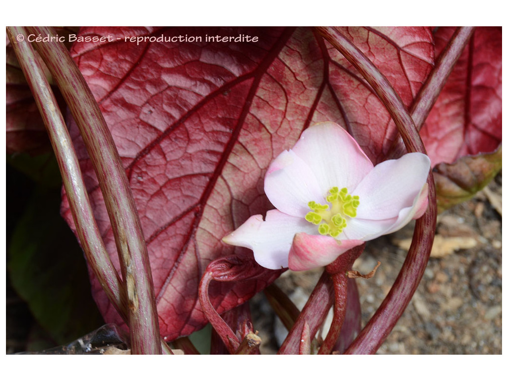 BEGONIA BURKILLII BEGONIA BURKILLII