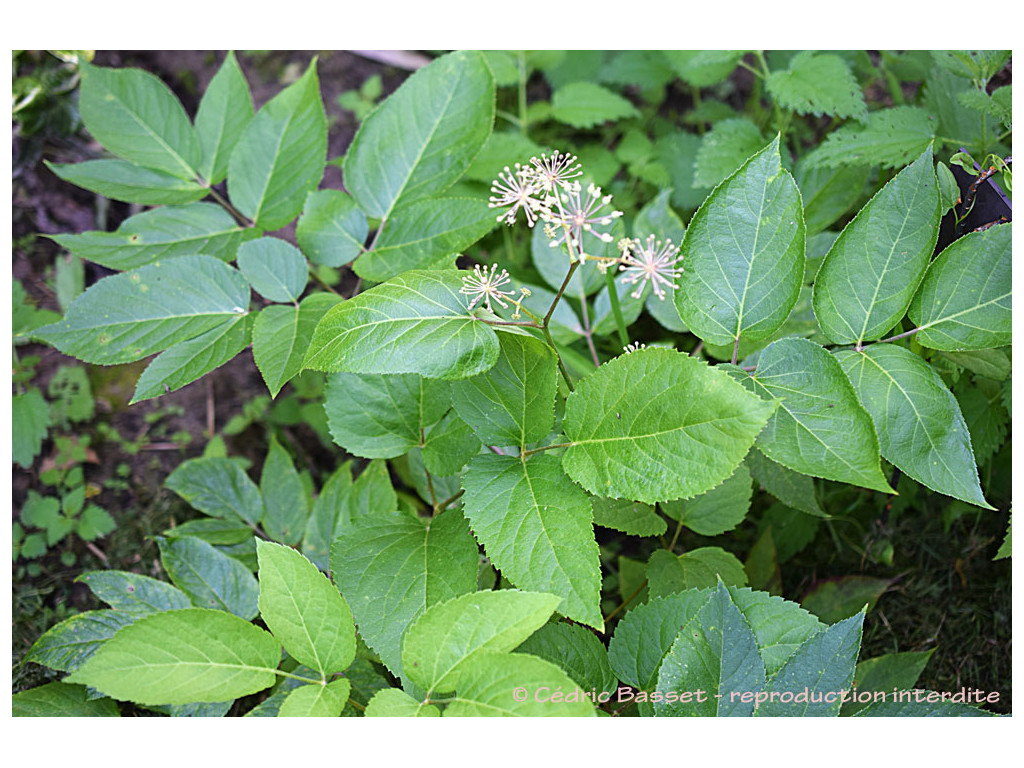 ARALIA CALIFORNICA US6884