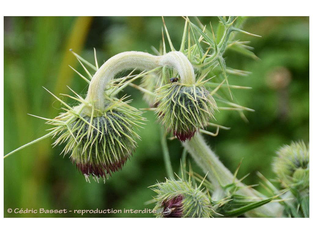 CIRSIUM CHLOROLEPIS W/O-9309