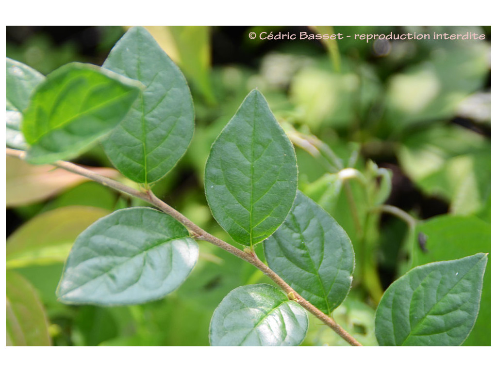 COTONEASTER SIKANGENSIS COTONEASTER SIKANGENSIS