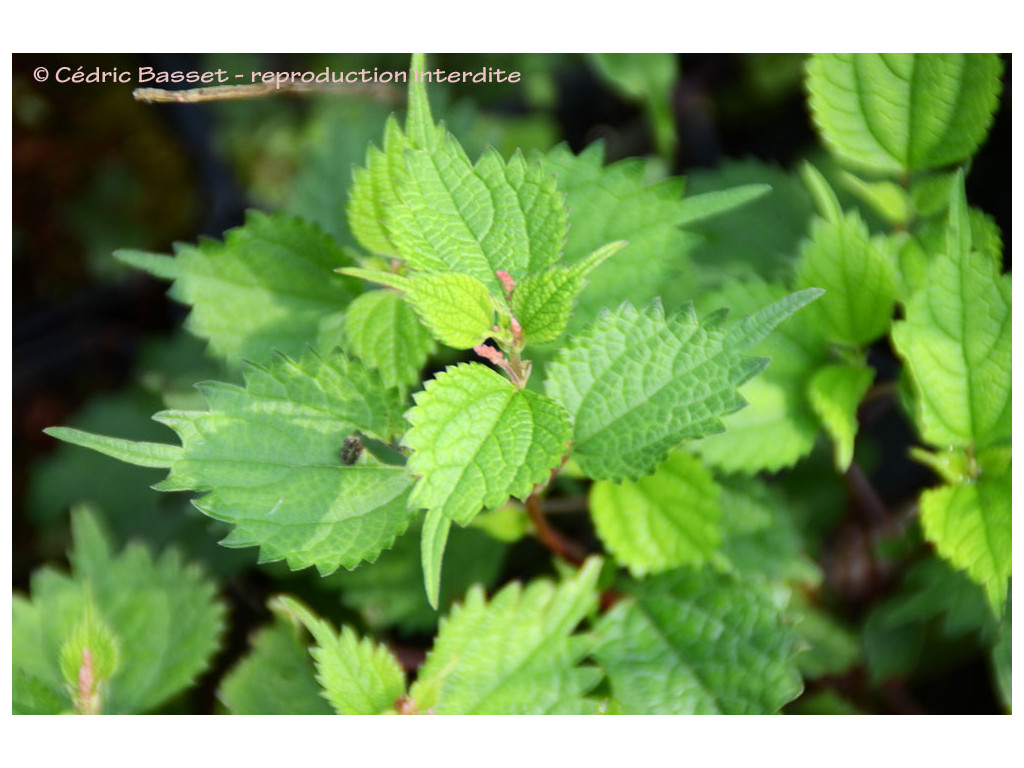 BOEHMERIA TRICUSPIS 'RED FORM'