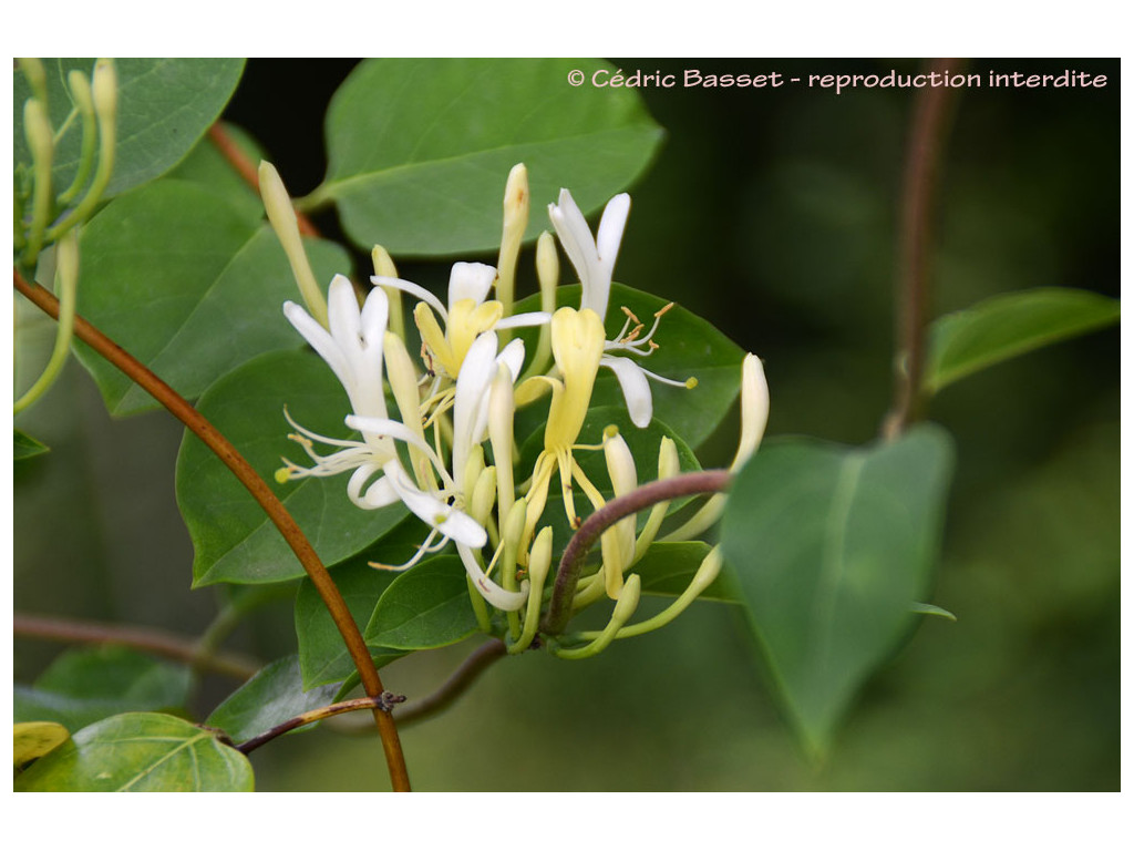 LONICERA AFFINIS JP5607