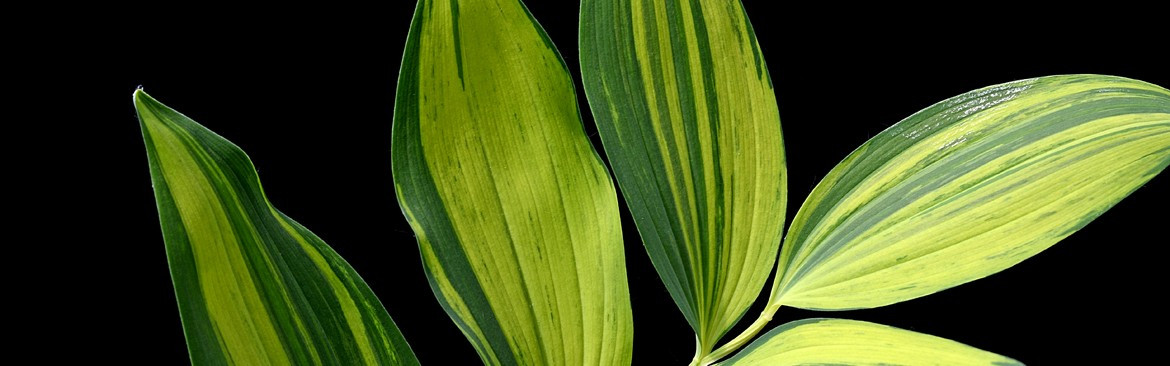 Plantes de l'horticulture japonaise