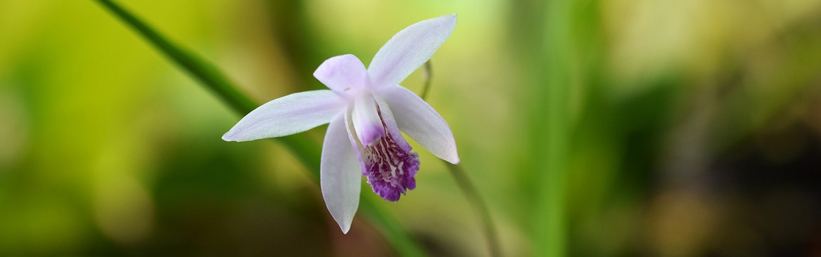 Terrestrial orchids